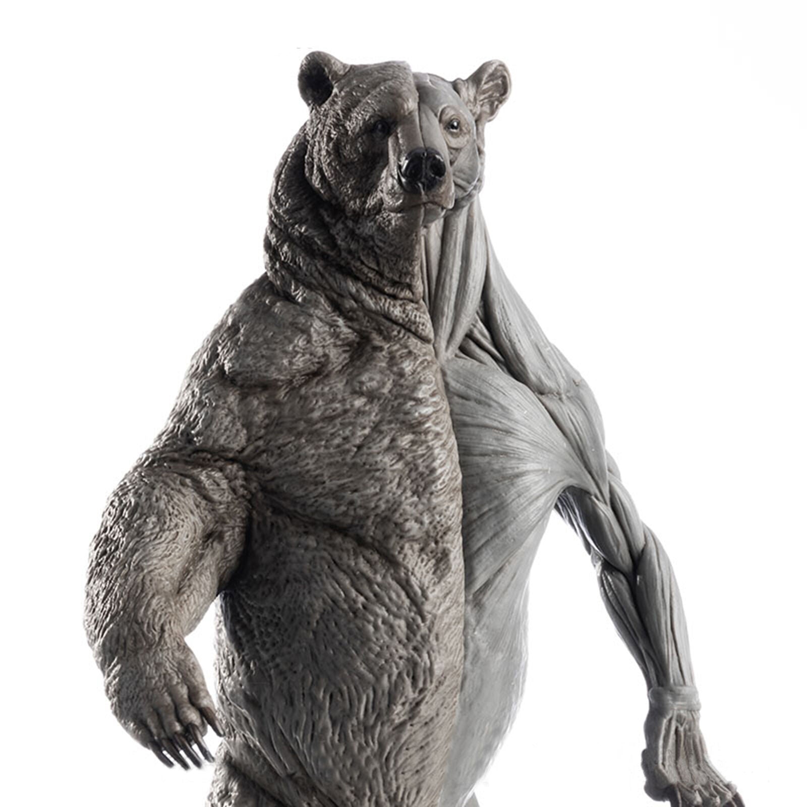 EVOLABORATORY 1/12 Bear Ursidae Muscle Anatomy Model
