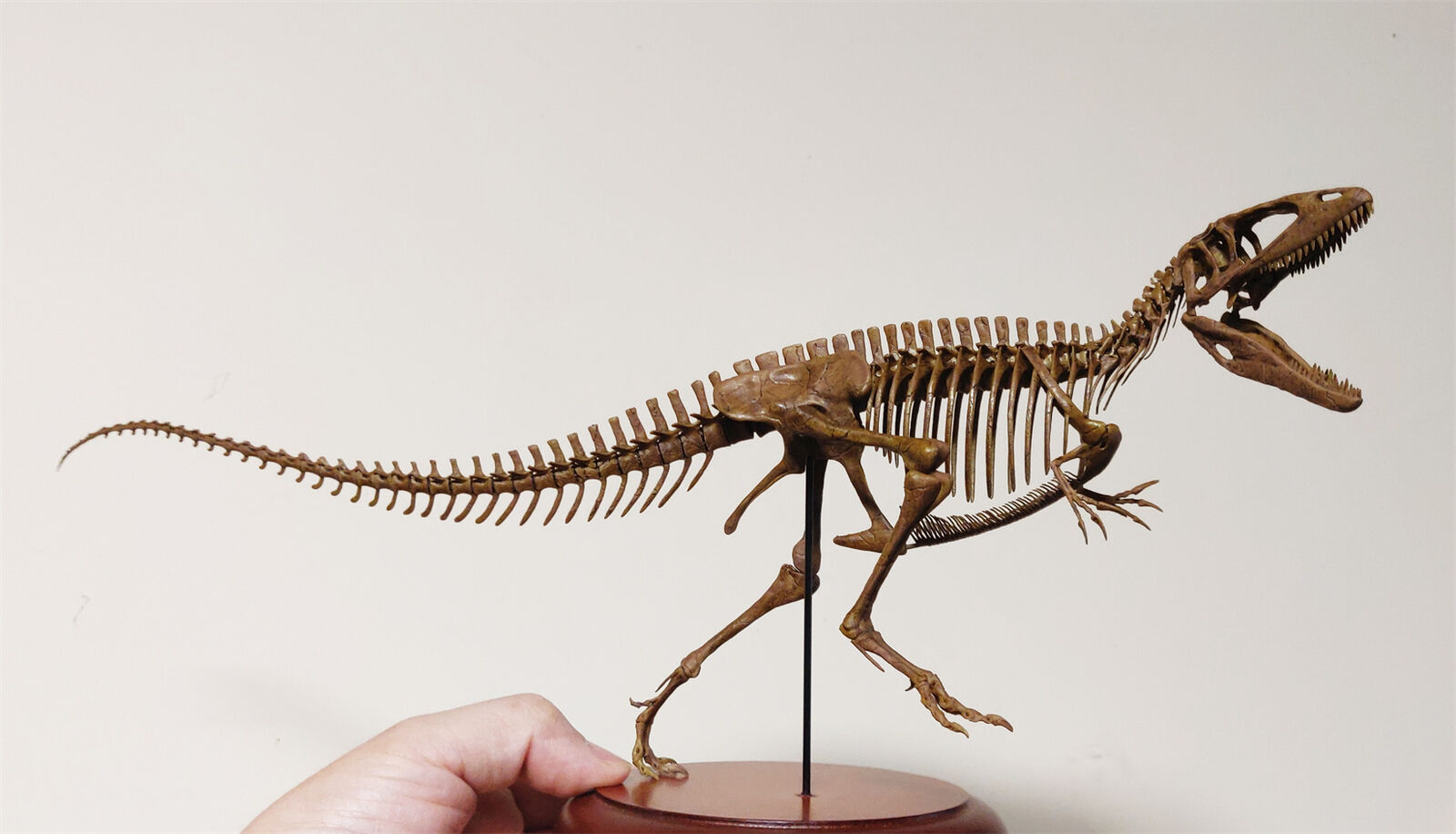 VWUVWU Carcharodontosaurus Skeleton Model