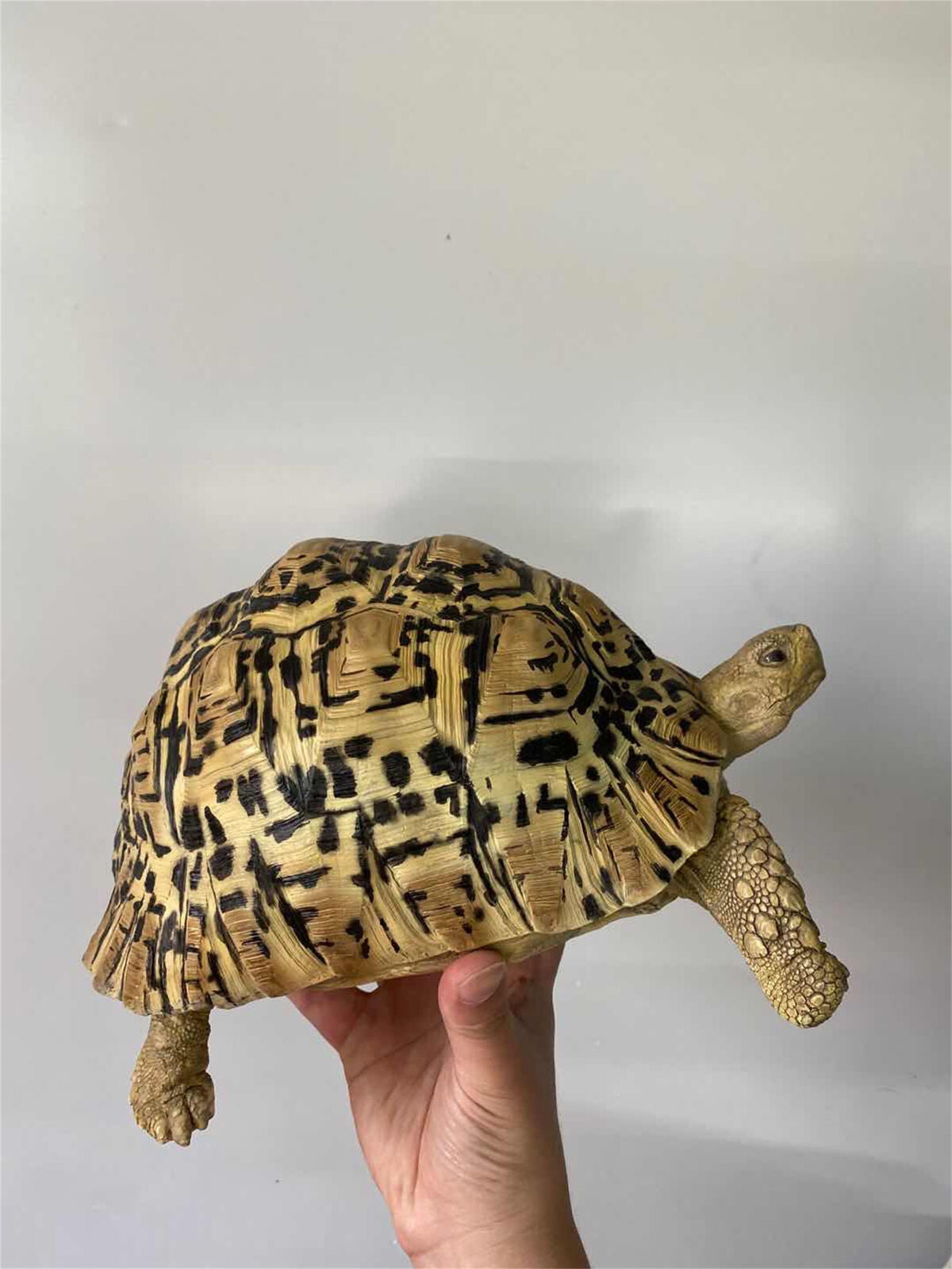 Leopard Tortoise Model