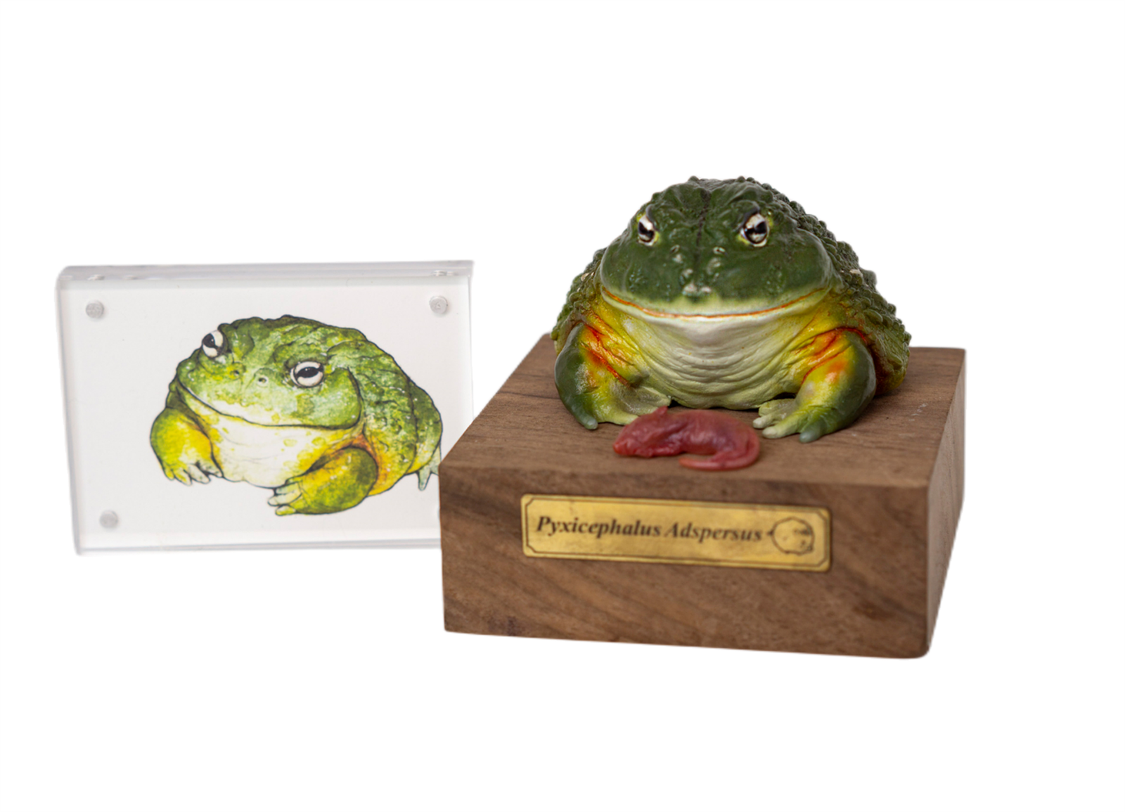 African Bullfrog Model