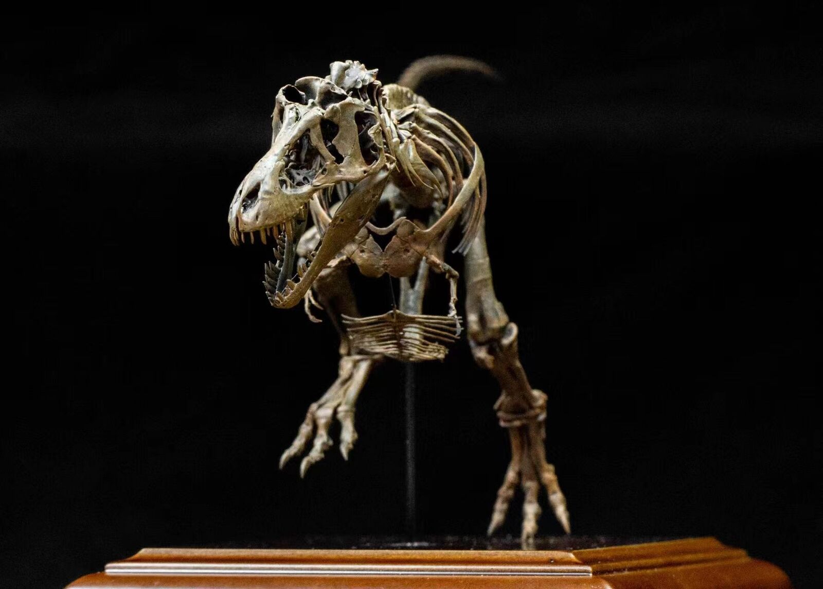 VWUVWU 1/20 Tyrannosaurus Skeleton Model