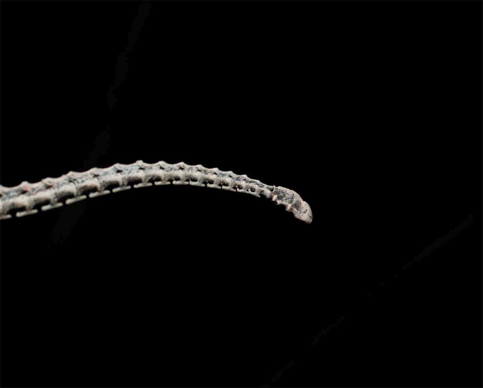 VWUVWU 1/20 Mamenchisaurus Youngi Skeleton Model