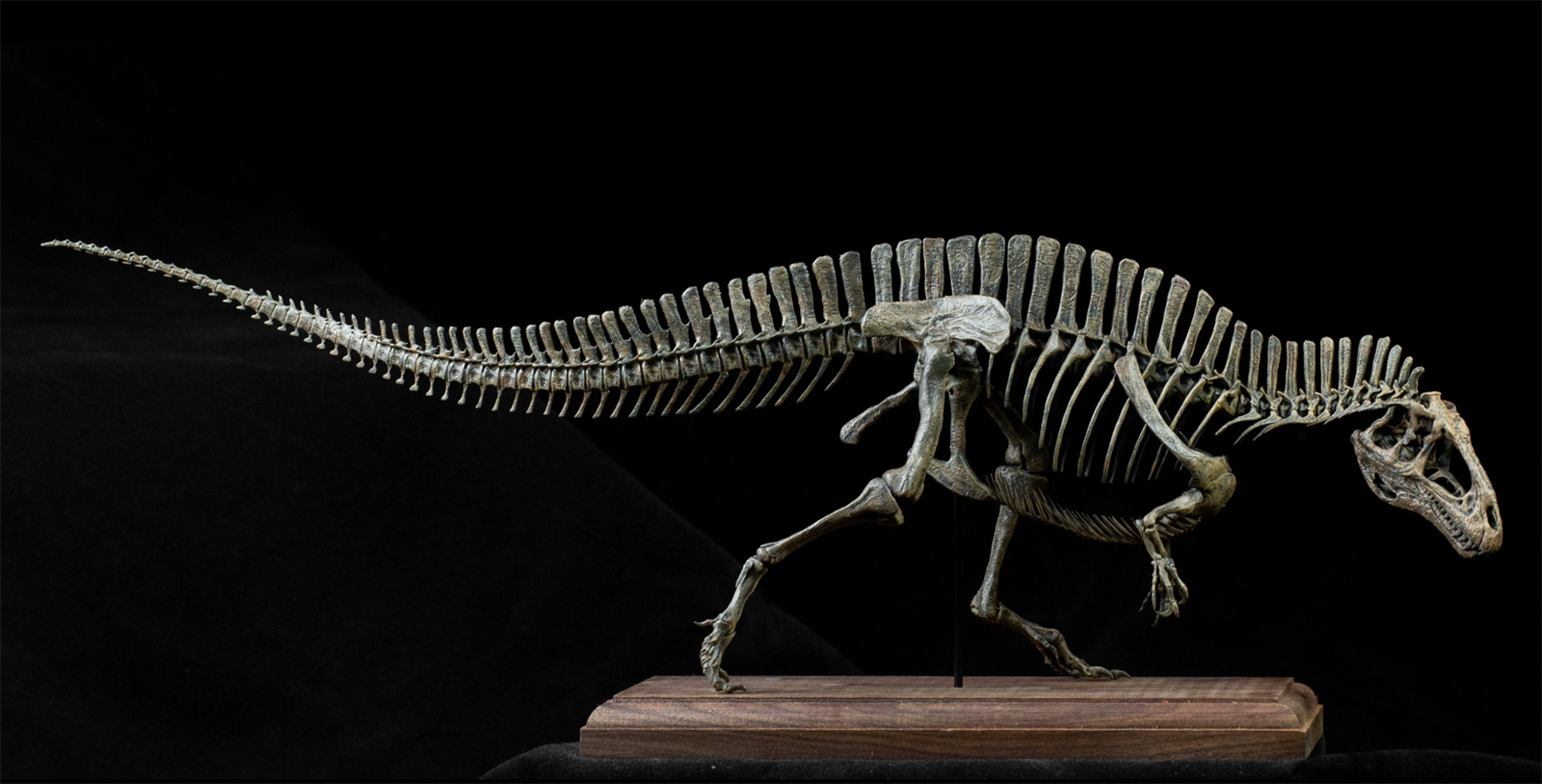 VWUVWU 1/20 Acrocanthosaurus Skeleton Model