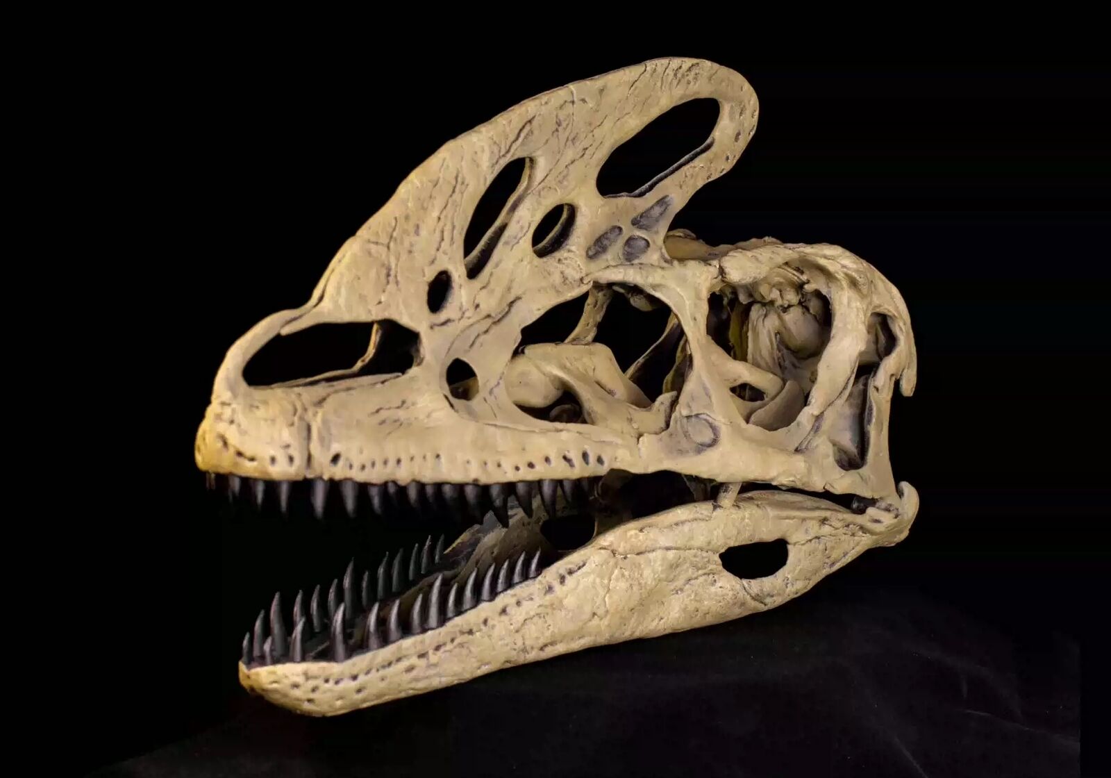VWUVWU 1/1 Guanlong wucaii Skull Model