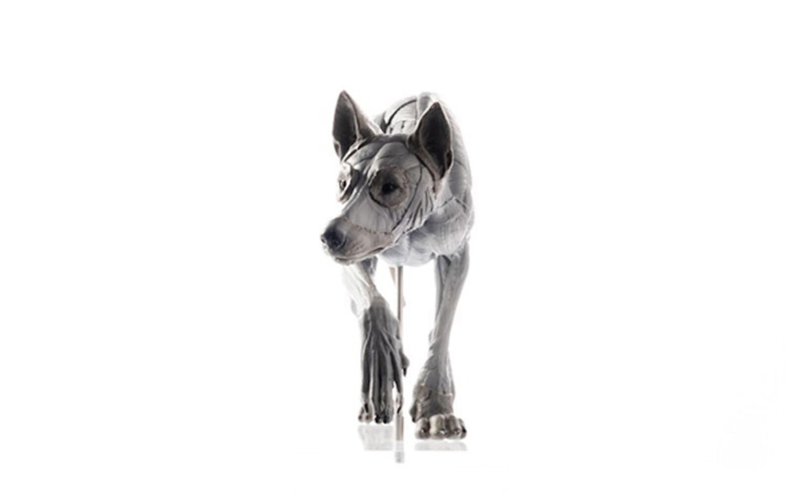 EVOLABORATORY 1/8 Wolf Muscle Anatomy Model