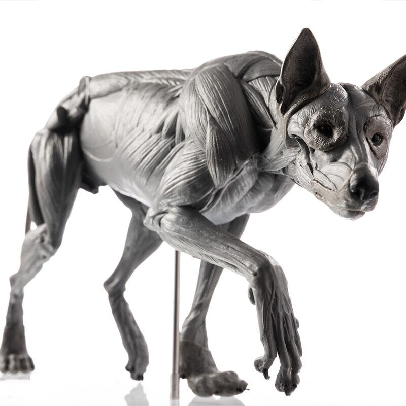 EVOLABORATORY 1/8 Wolf Muscle Anatomy Model
