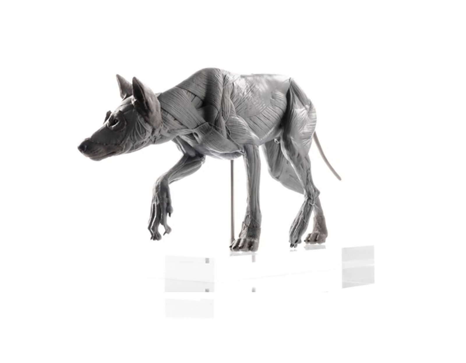EVOLABORATORY 1/8 Wolf Muscle Anatomy Model