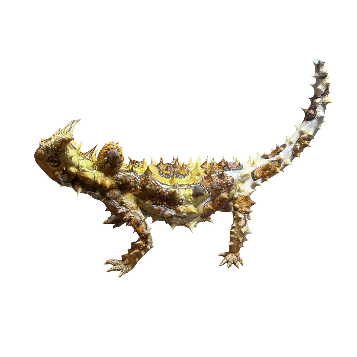 Alex Studio 1/1 Thorny Devil Model Lana Time Shop