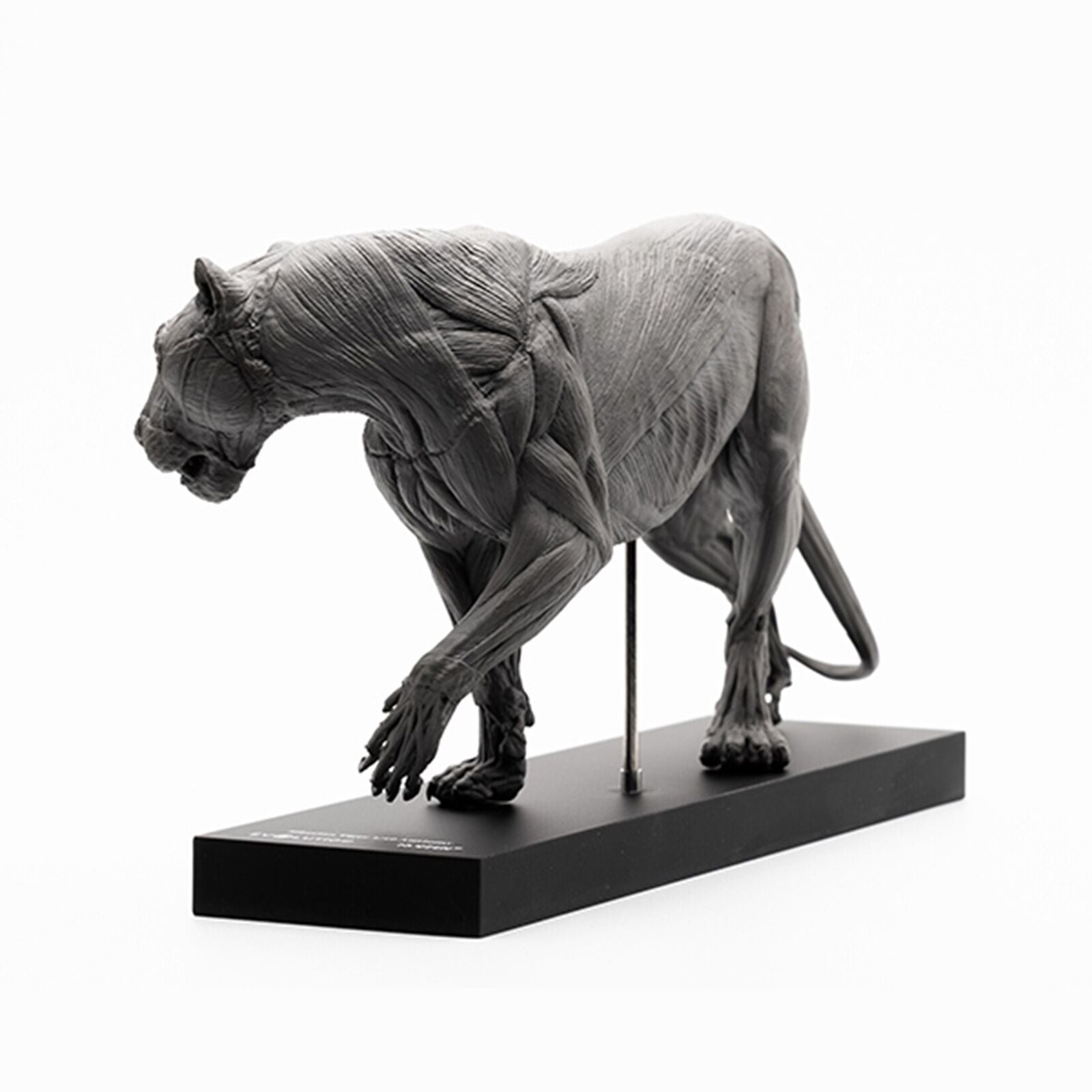EVOLABORATORY 1/10 Siberian Tiger Muscle Anatomy Model