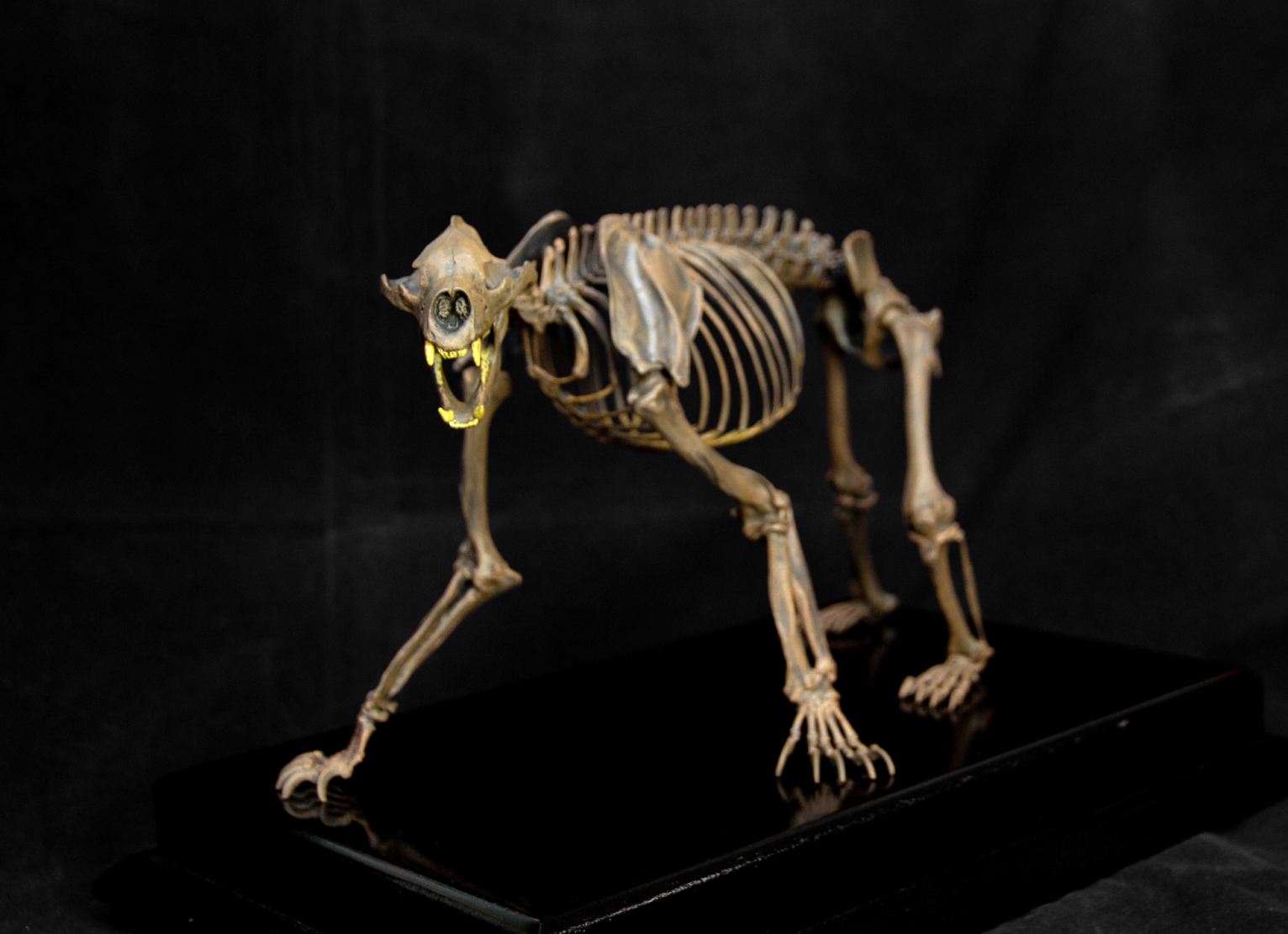 VWUVWU 1/10 Arctodus simus Skeleton Model