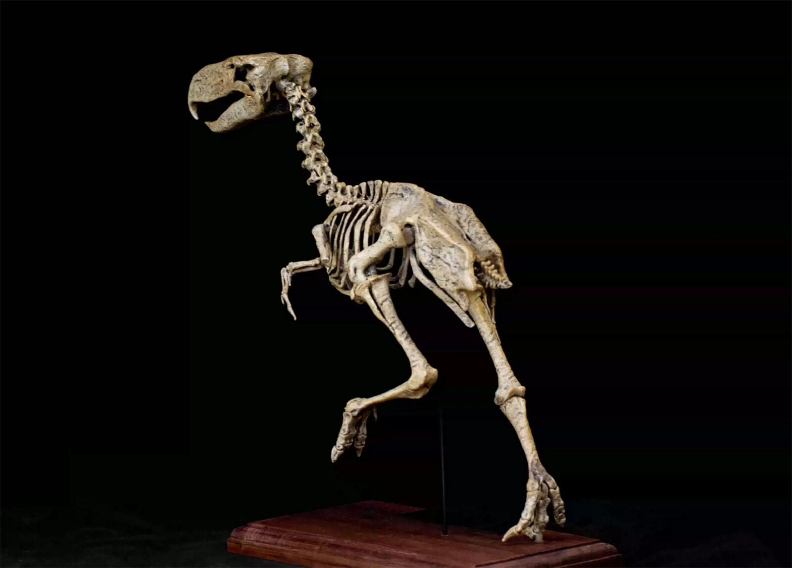 VWUVWU Kelenken Skeleton Model