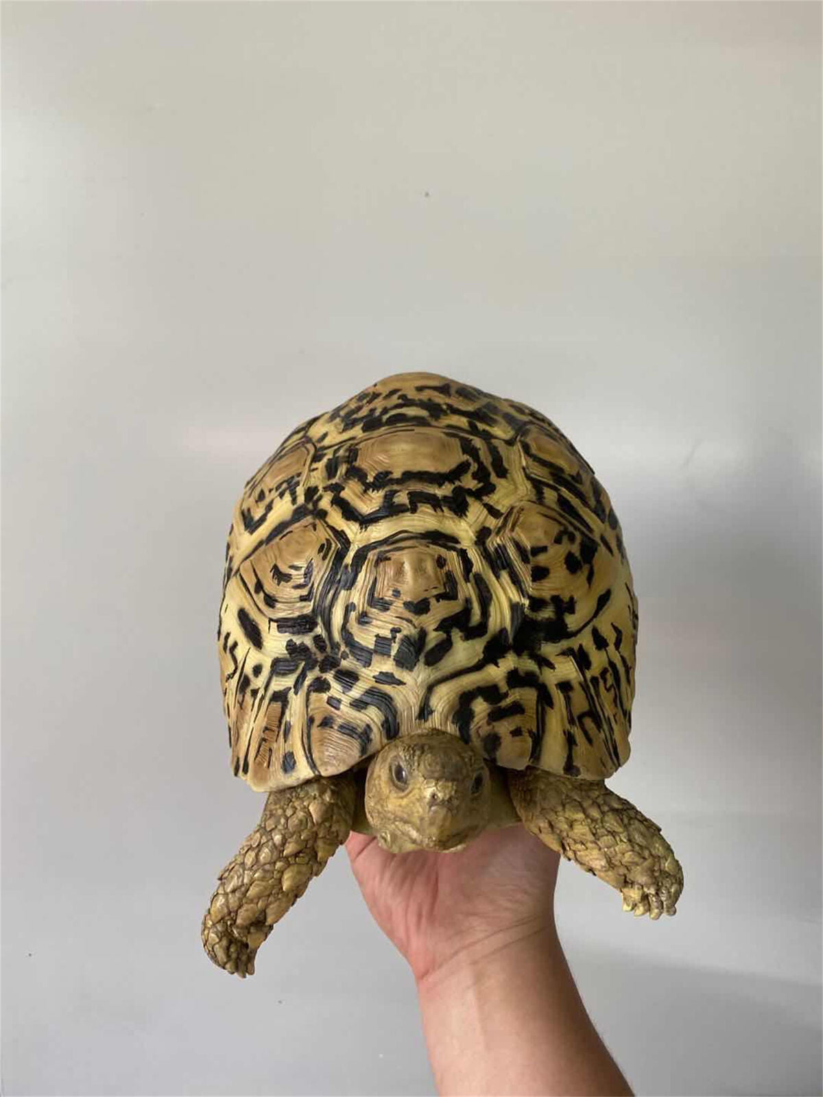 Leopard Tortoise Model