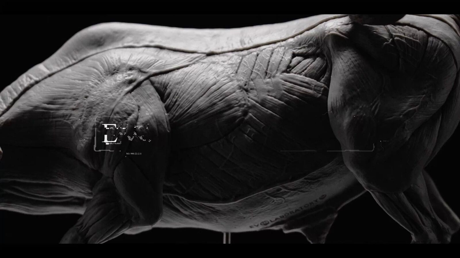 EVOLABORATORY 1/12 Bear Ursidae Muscle Anatomy Model