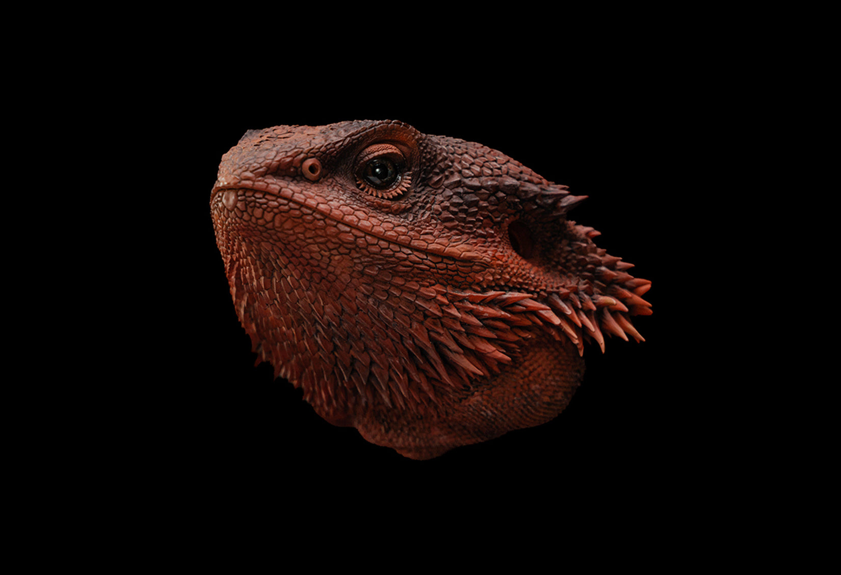 Pogona Vitticeps Head Model