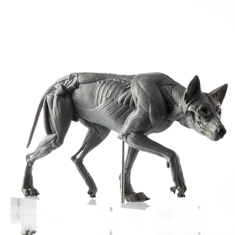 EVOLABORATORY 1/8 Wolf Muscle Anatomy Model