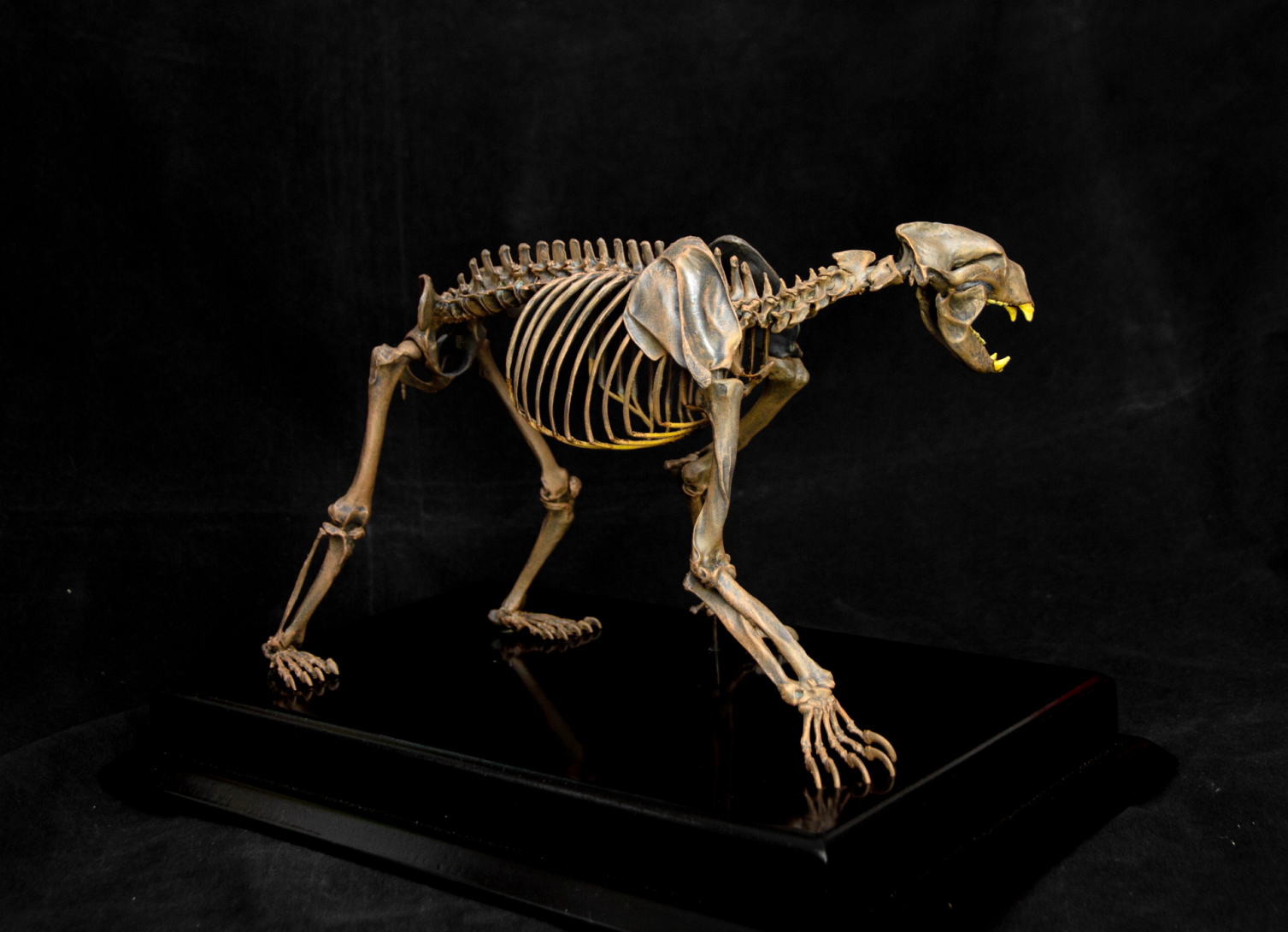 VWUVWU 1/10 Arctodus simus Skeleton Model