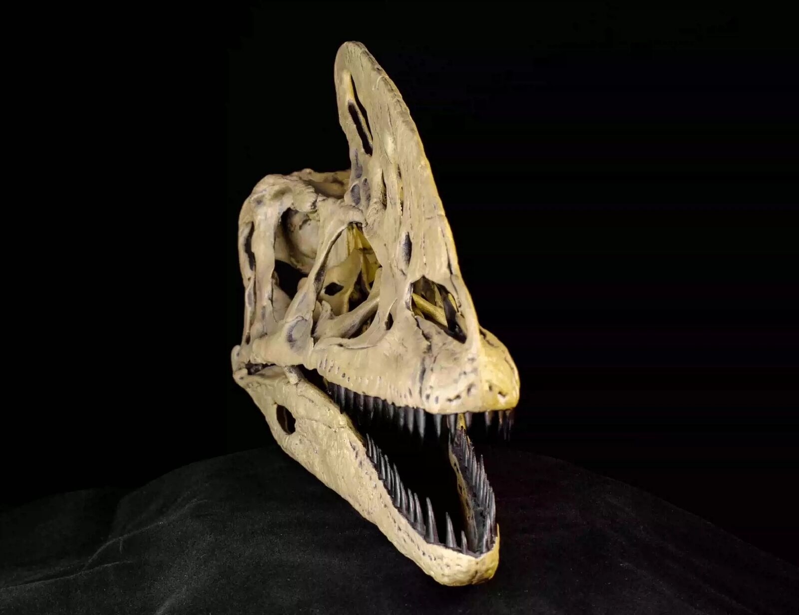 VWUVWU 1/1 Guanlong wucaii Skull Model