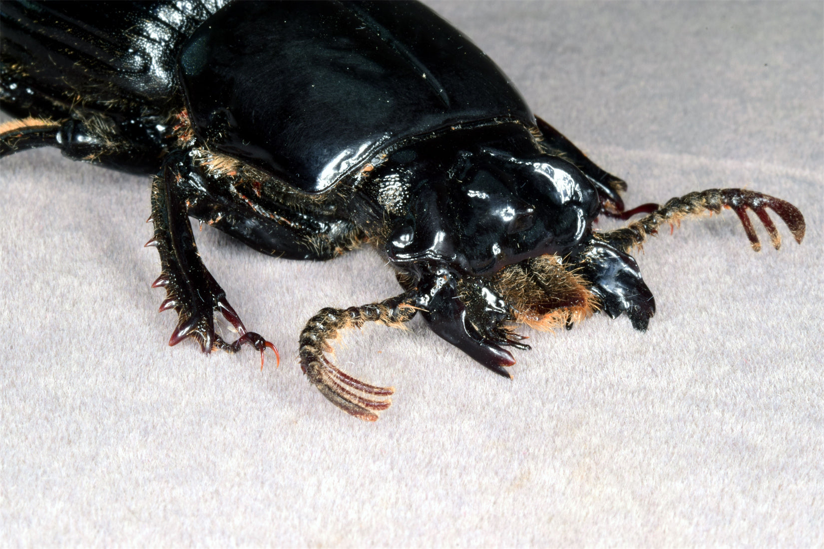 Proculus Goryi Insect Model