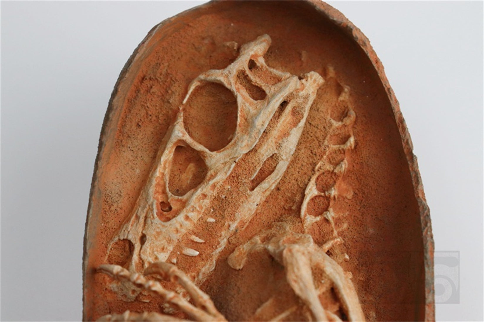 1:1 Scale Velociraptor Dinosaur Egg Model