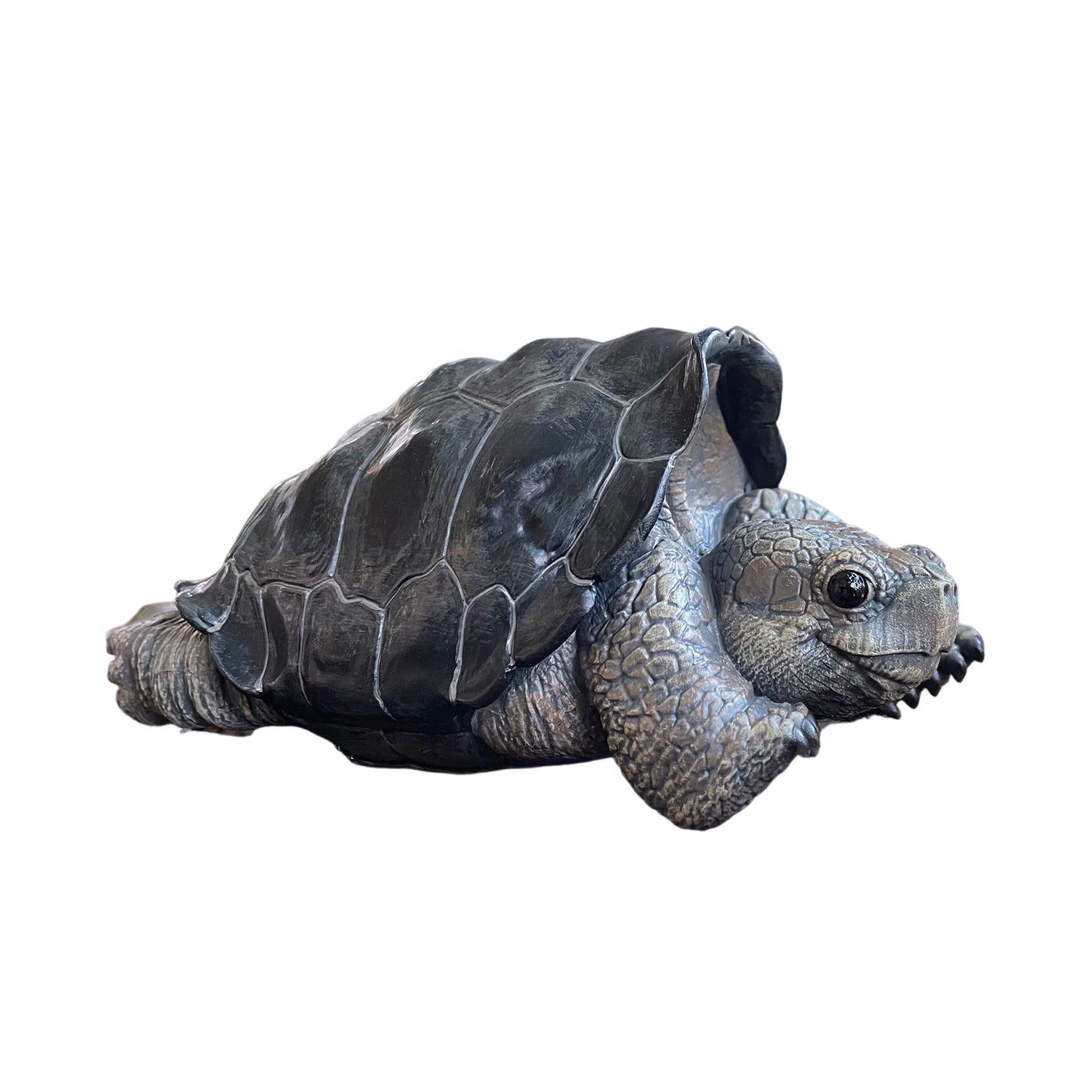 BOWUZHI Studio Galapagos Giant Tortoise Model