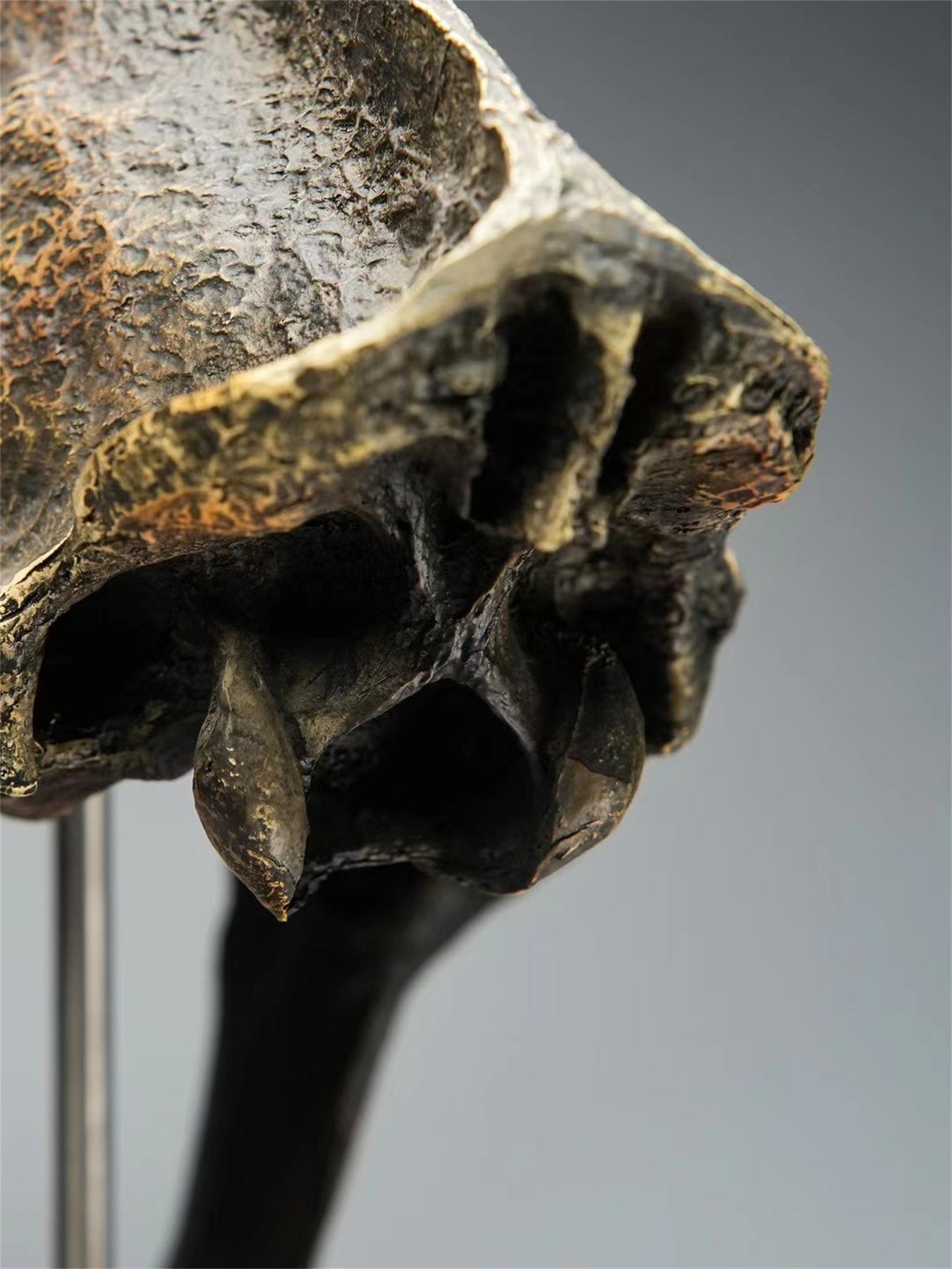 BOWUZHI Studio 1:1 Scale Saber-Tooth Tiger Skeleton Model