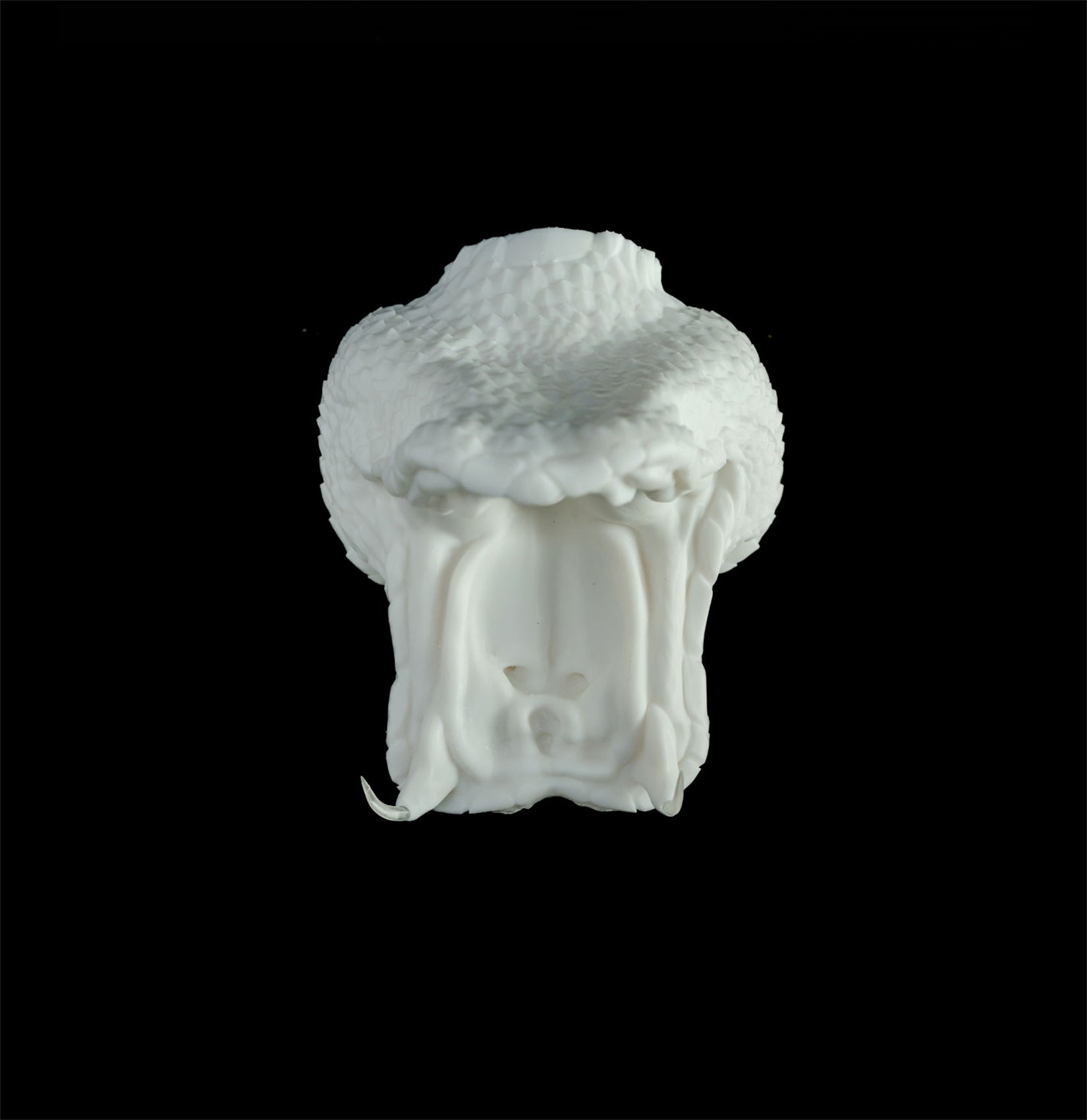 Cerastes Cornutus Snake Model