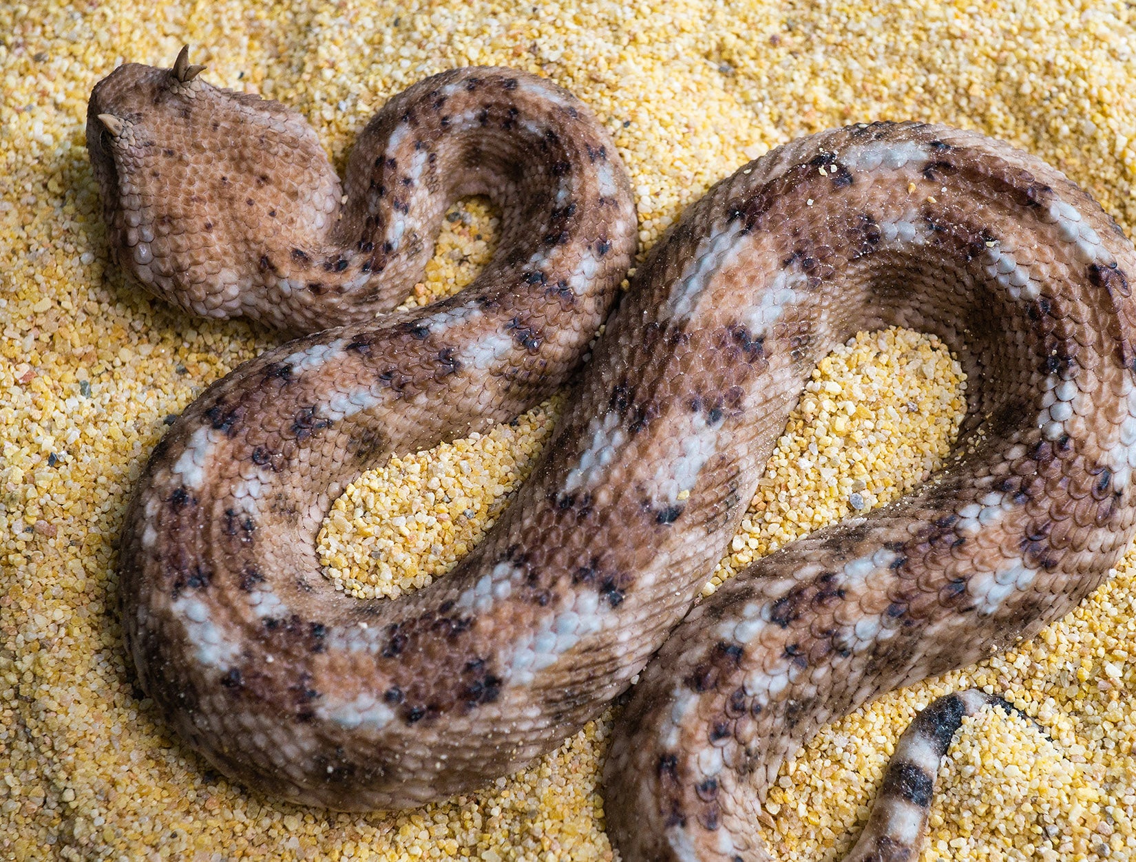 Snake Gorge Saharan horned viper Model