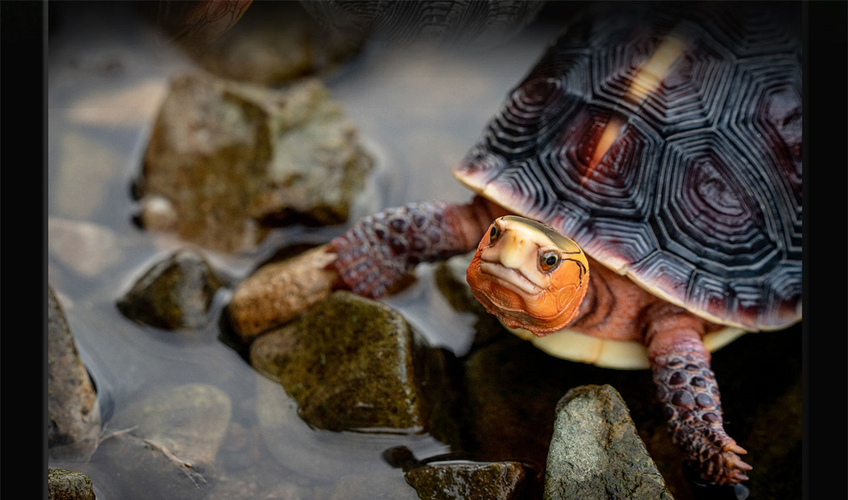 Cuora Flavomarginata Turtle Model