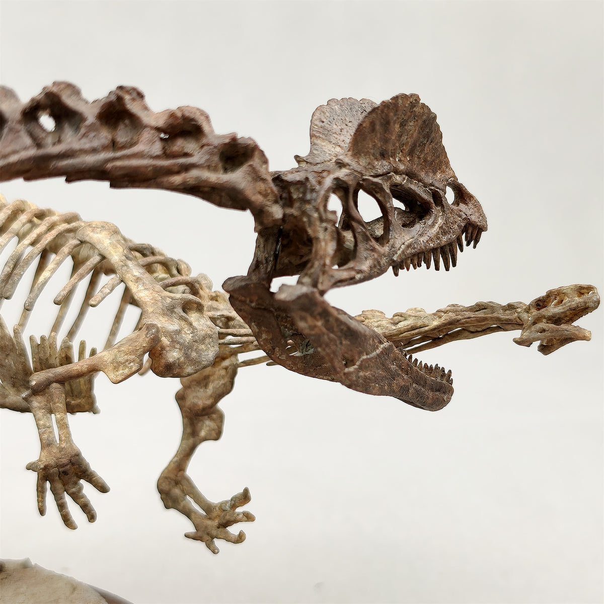 3D Printed 1:10 Scale Dilophosaurus Hunting Skull Model