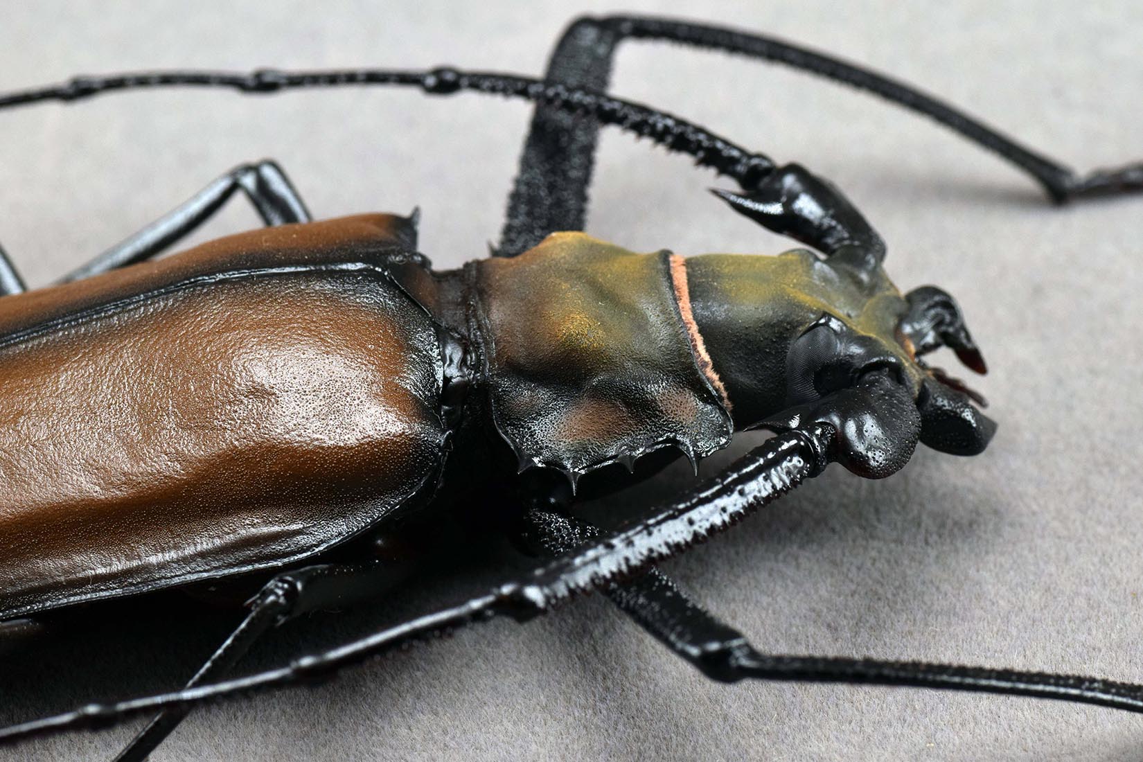 Enoplocerus Armillatus Fridge Magnet Model