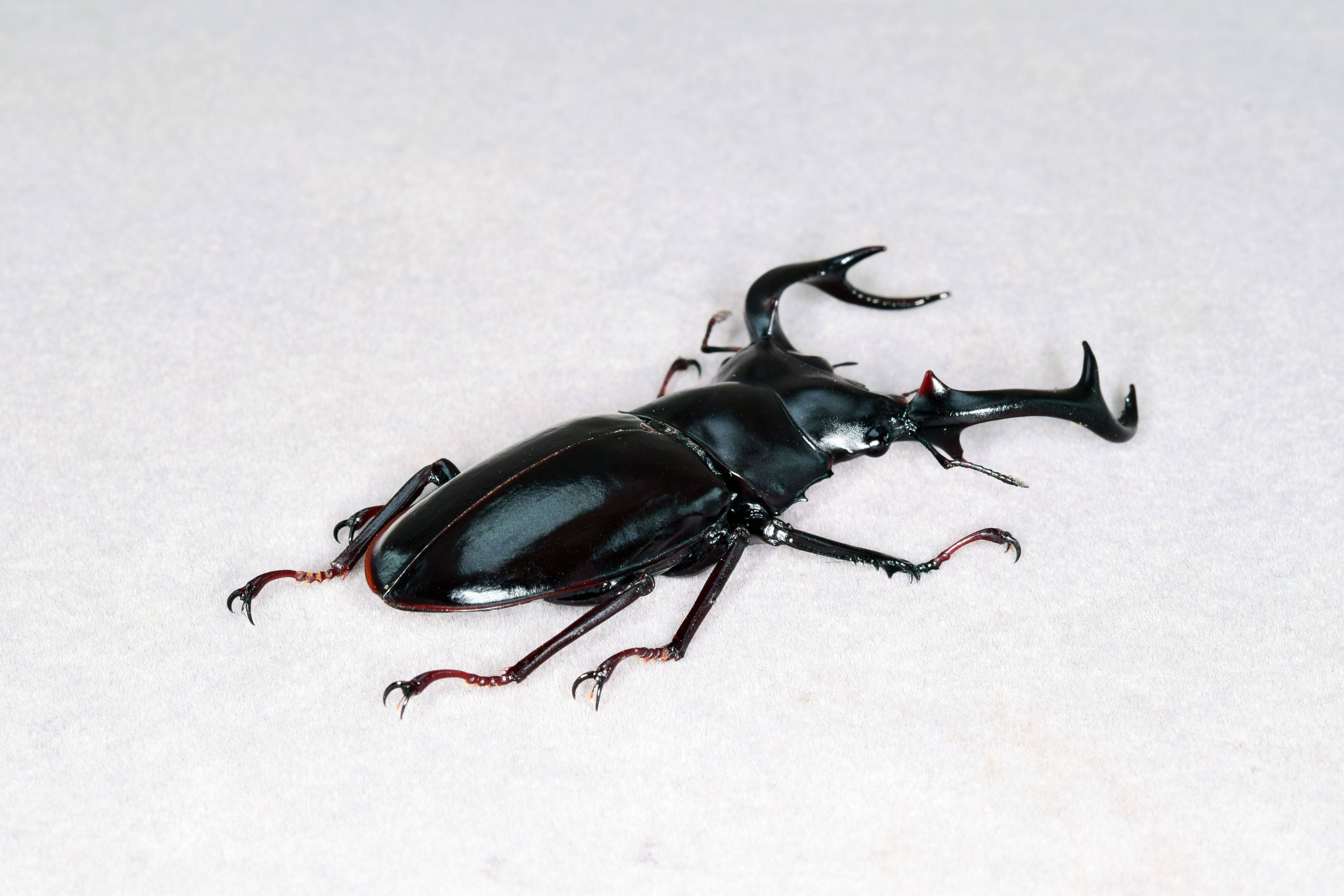 Rhaetus Westwoodi Kazumiae Fridge Magnet Model