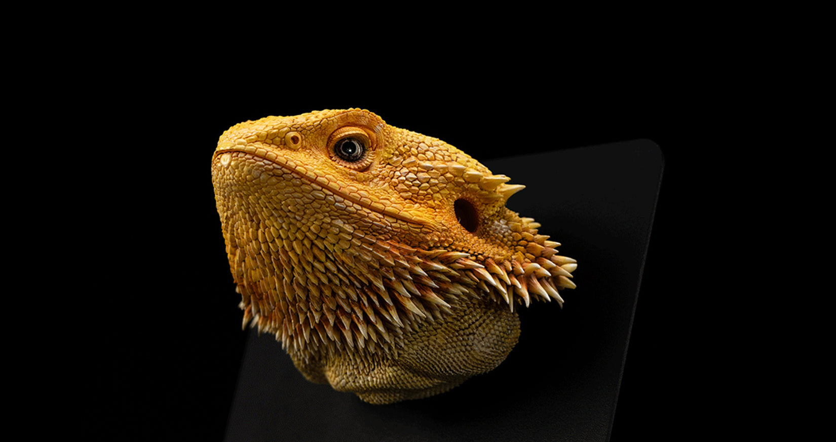 Pogona Vitticeps Head Model