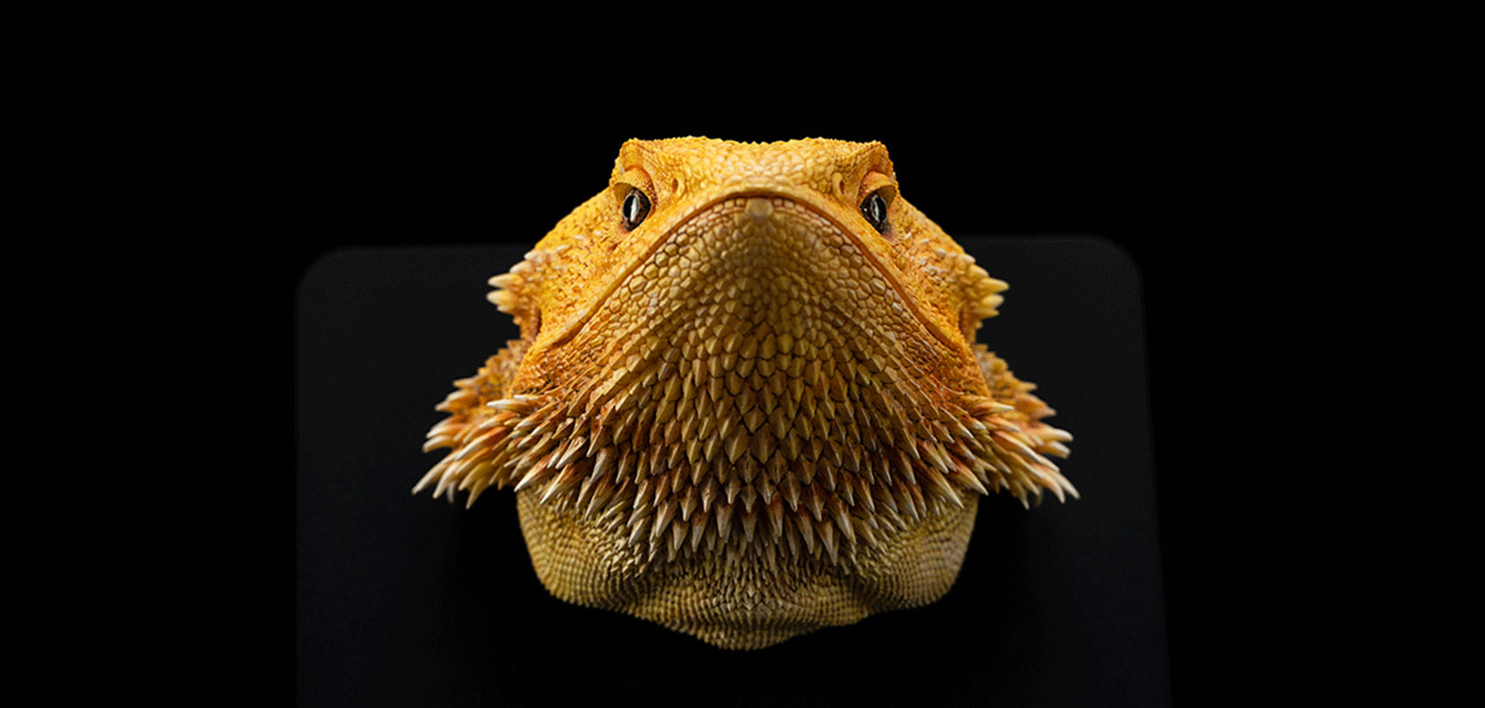 Pogona Vitticeps Head Model