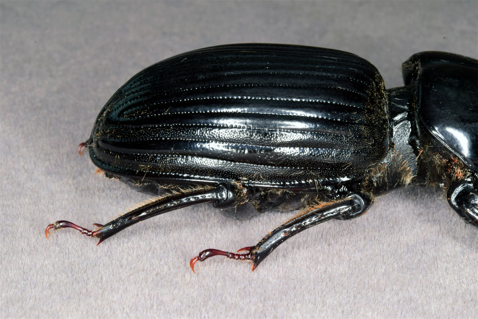 Proculus Goryi Insect Model