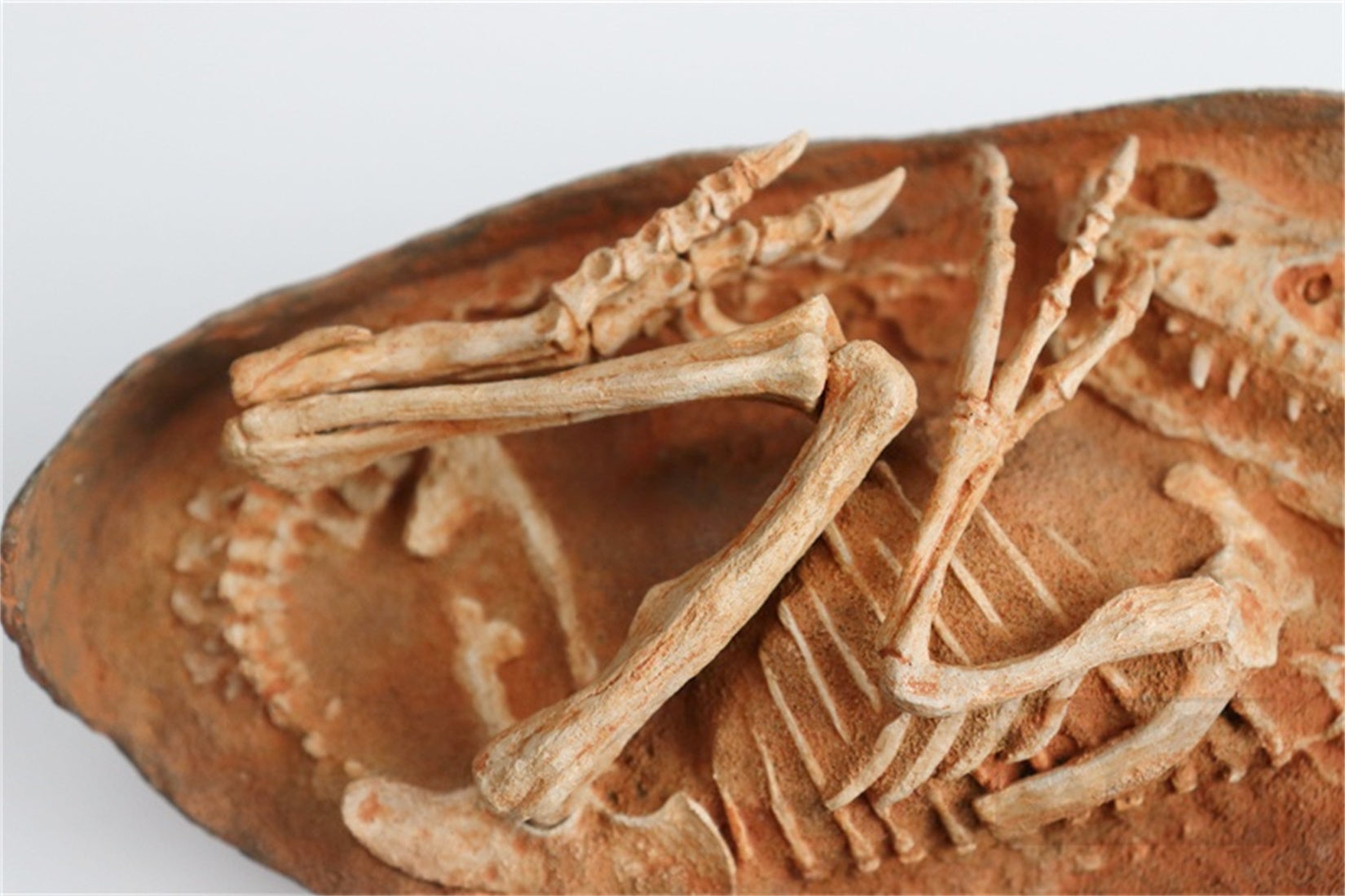 1:1 Scale Velociraptor Dinosaur Egg Model