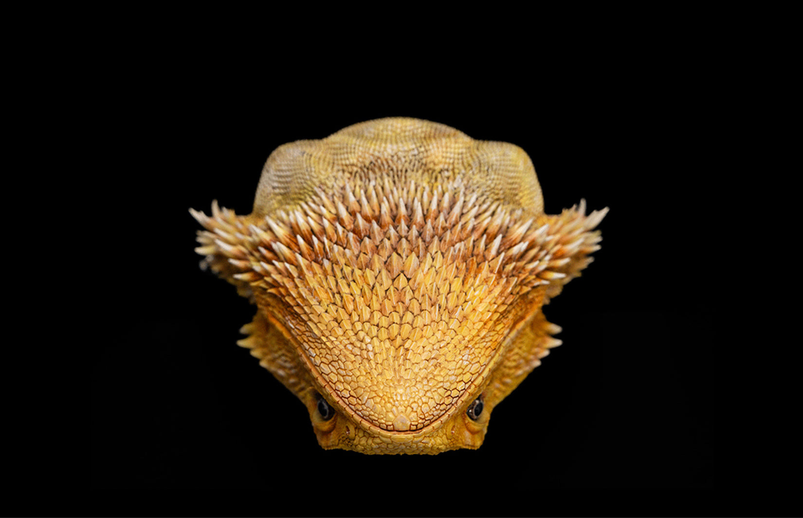 Pogona Vitticeps Head Model
