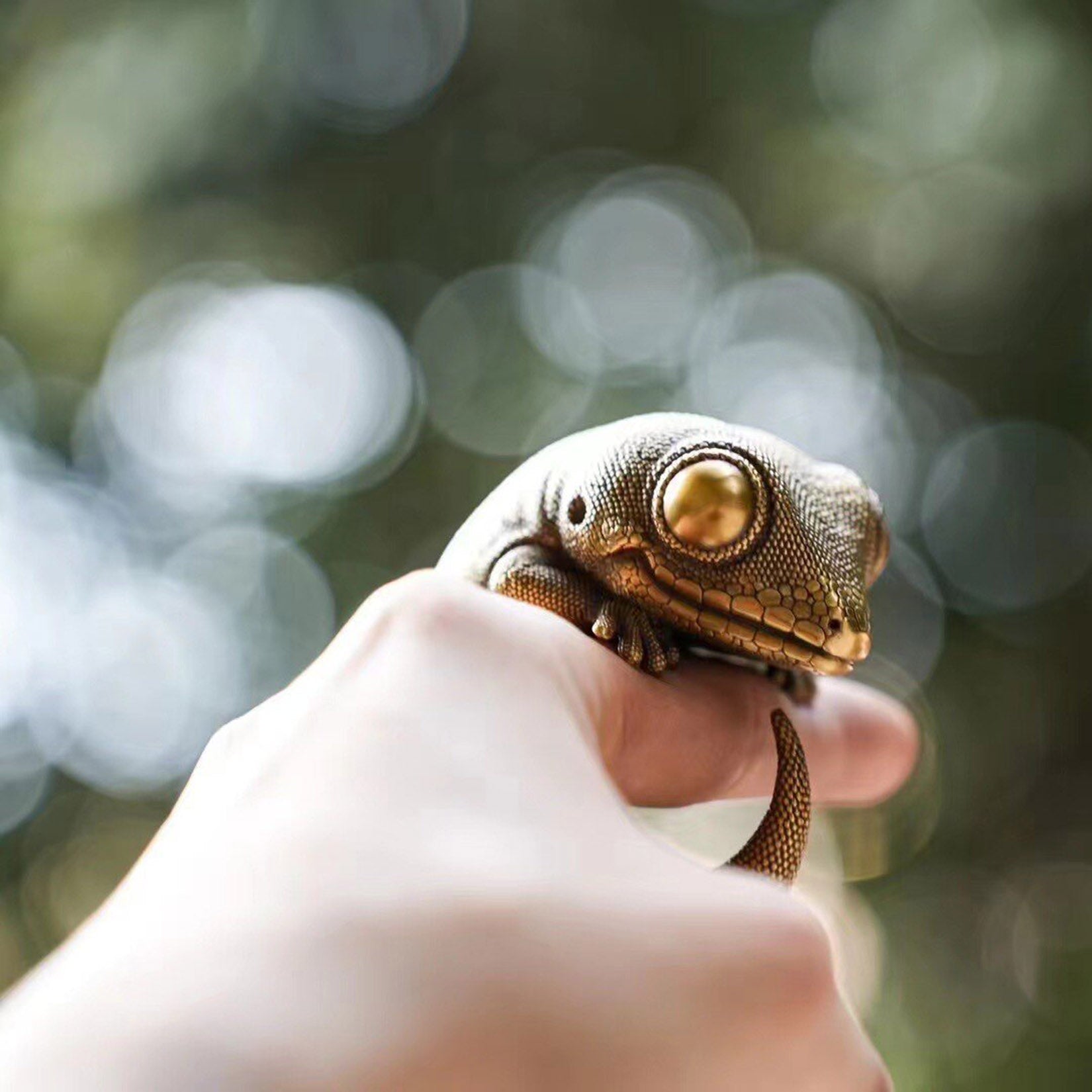 BOWUZHI Studio Bronze Geckos Model