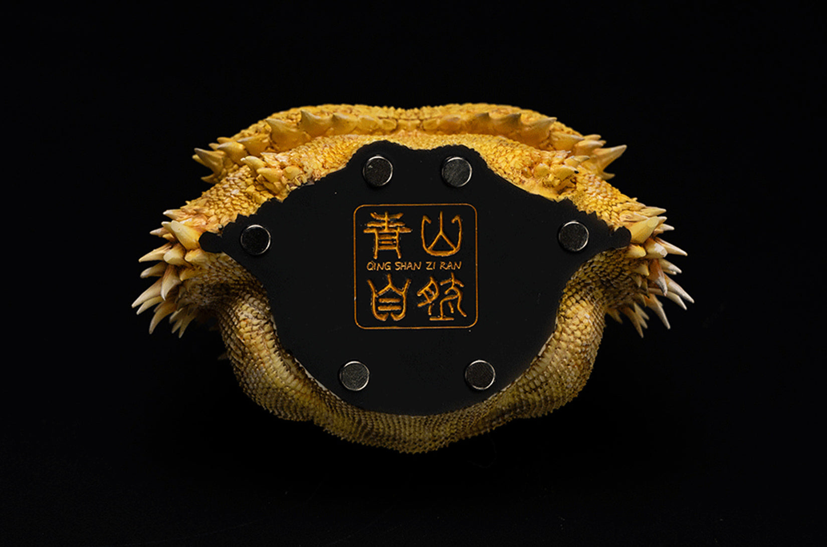 Pogona Vitticeps Head Model