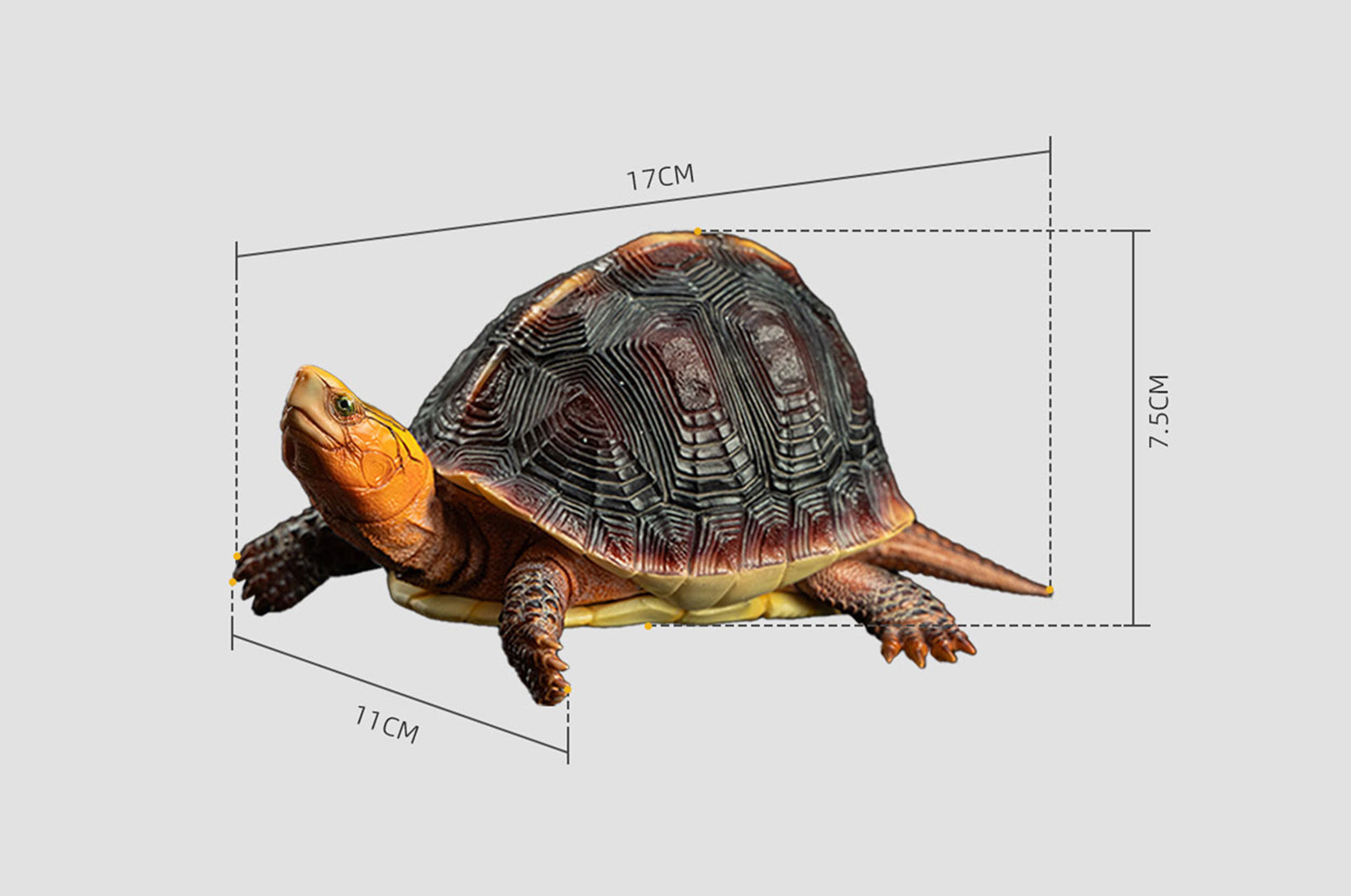 Cuora Flavomarginata Turtle Model
