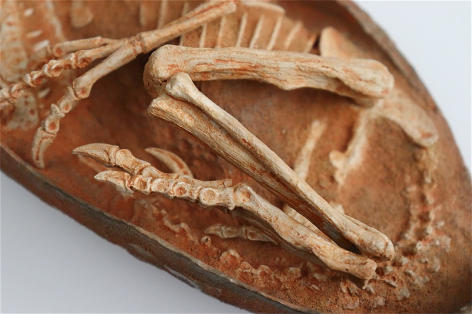 1:1 Scale Velociraptor Dinosaur Egg Model