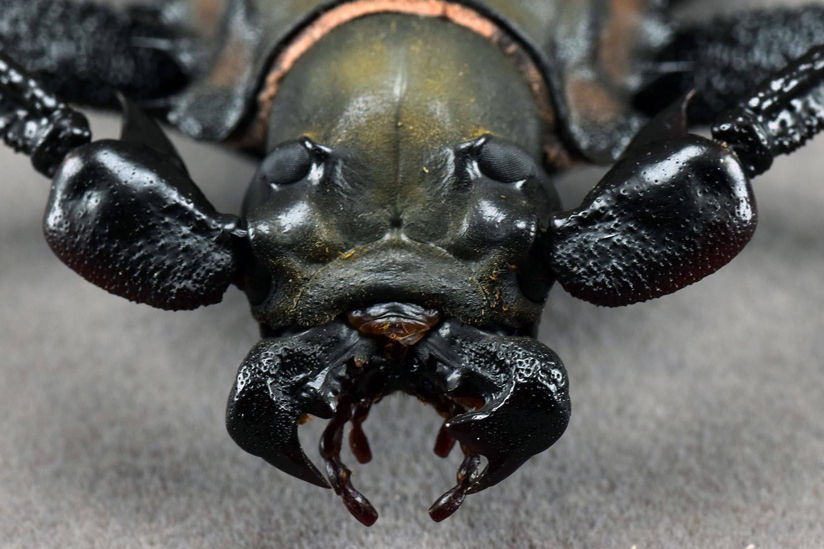 Enoplocerus Armillatus Fridge Magnet Model