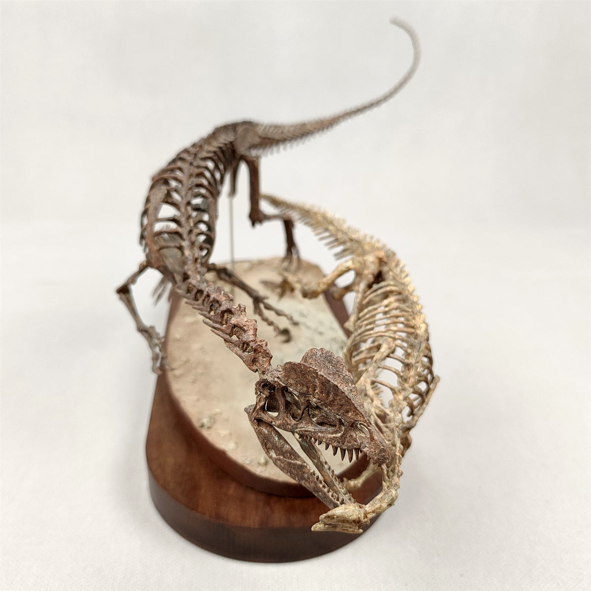 3D Printed 1:10 Scale Dilophosaurus Hunting Skull Model