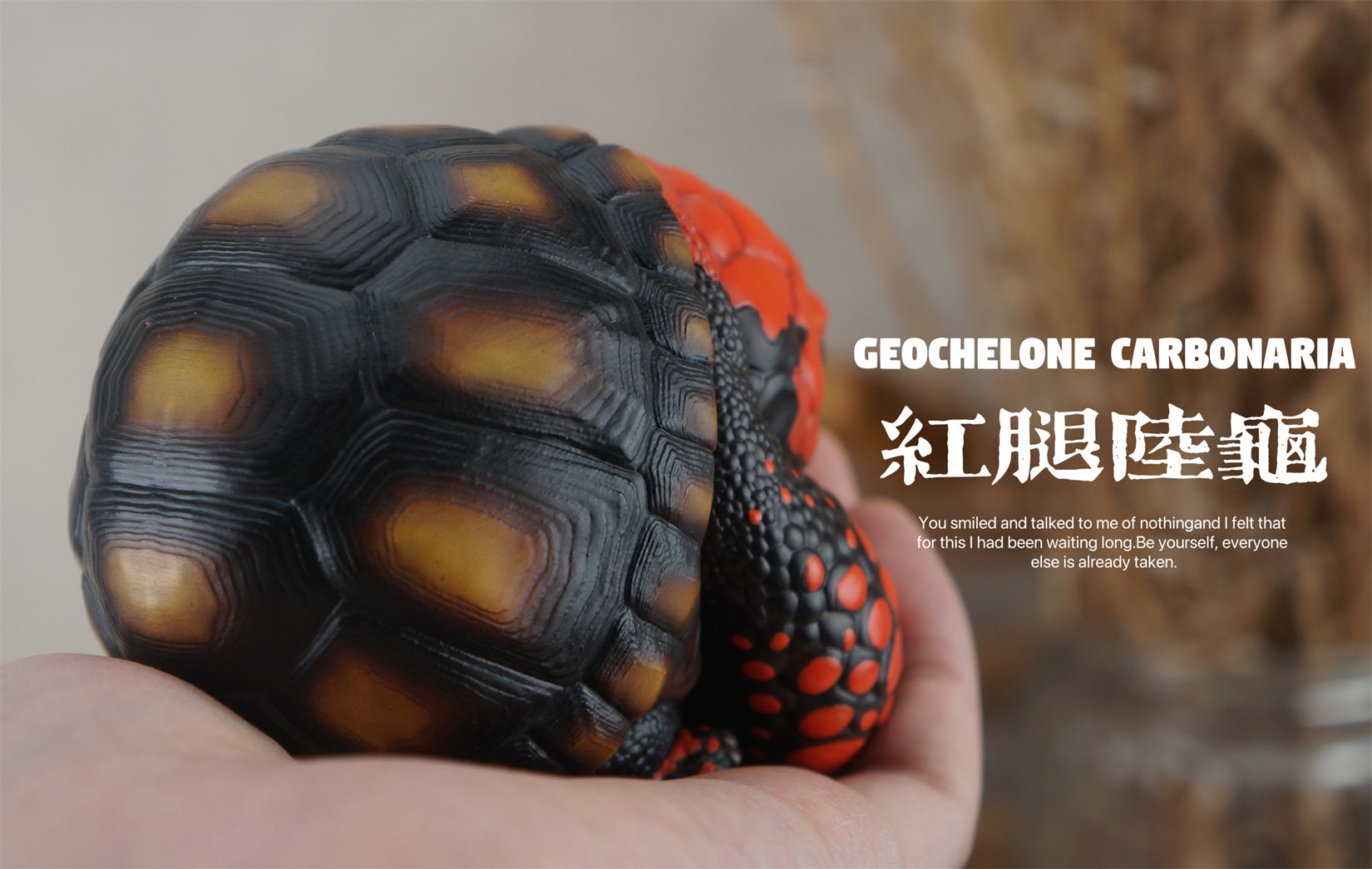 BOWUZHI Studio Geochelone Carbonaria & Chelonoidis Galapagoensis Model