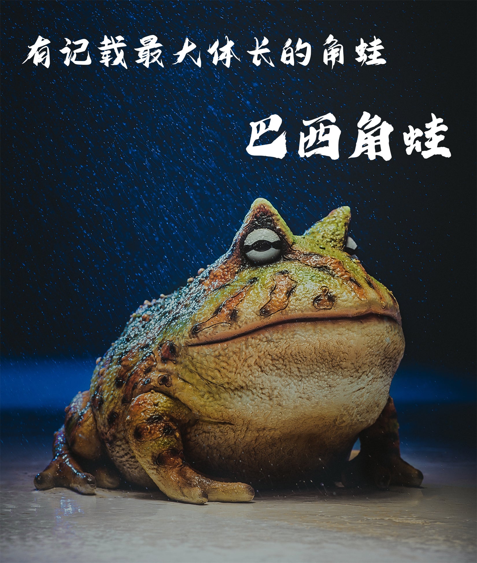 Schildkröten-Serie Tiermodell