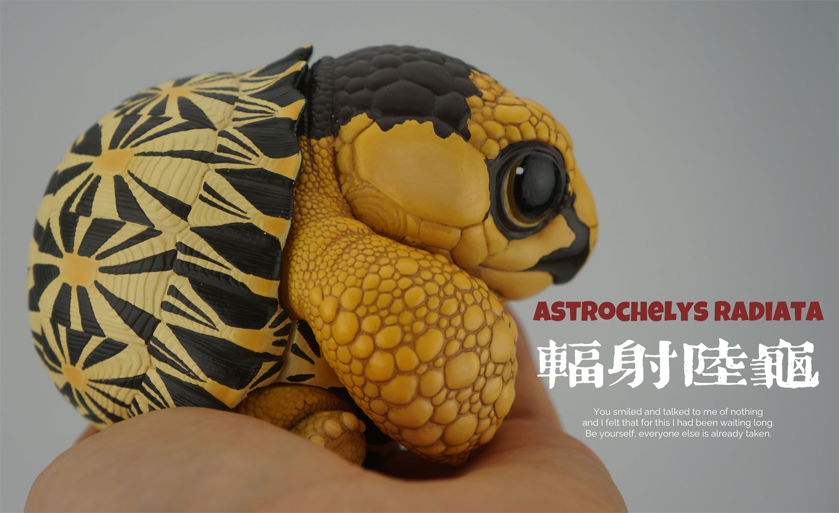 Turtle Series Animal Model