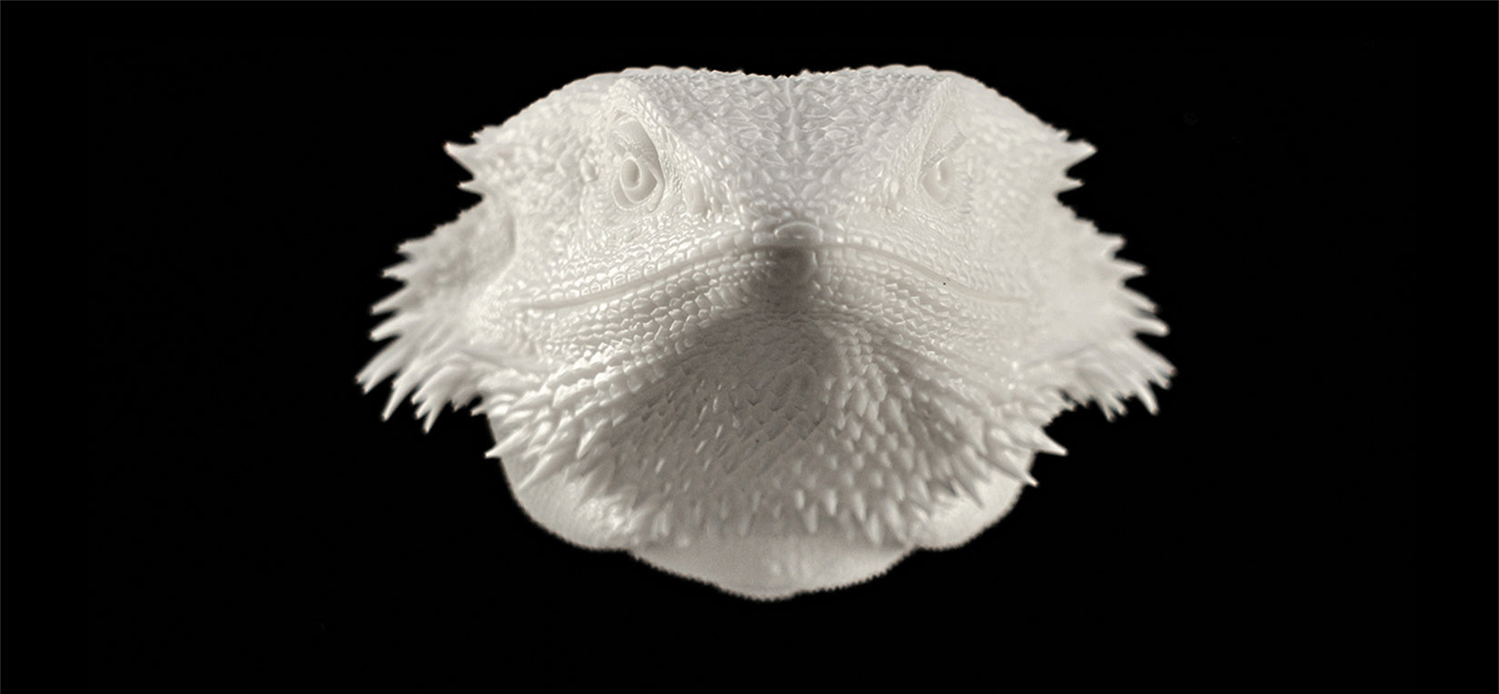 Pogona Vitticeps Head Model