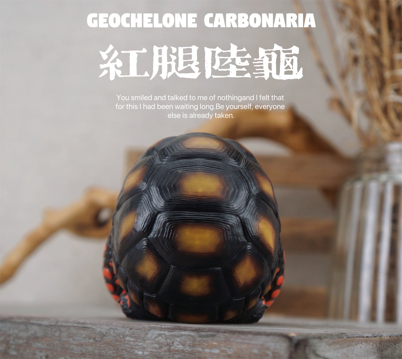 BOWUZHI Studio Geochelone Carbonaria & Chelonoidis Galapagoensis Model