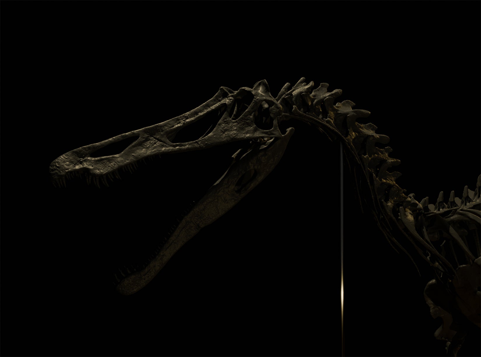 Nova Studio 1/10 Scale Suchomimus tenerensis Skeleton Model