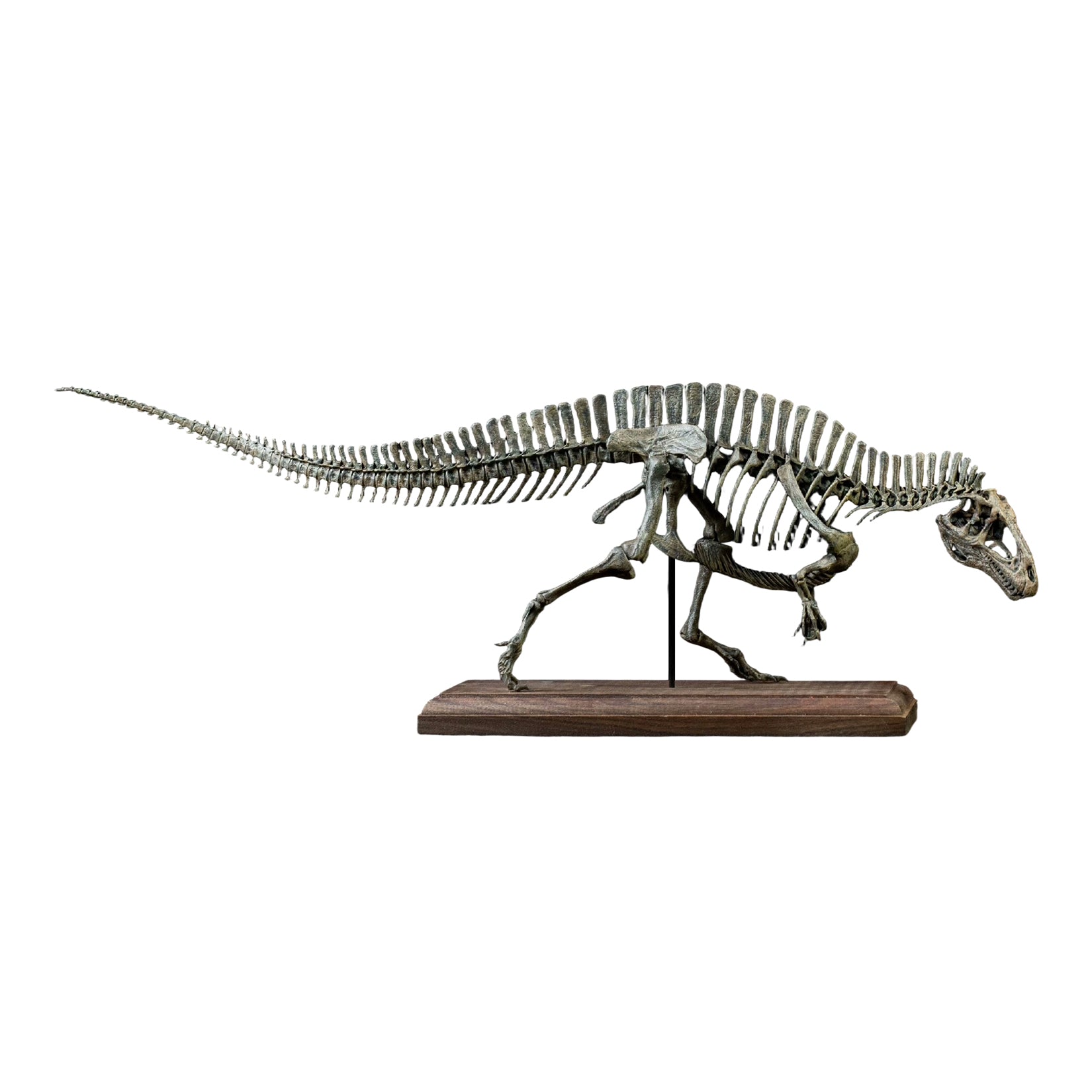 VWUVWU 1:20 Scale Acrocanthosaurus Skeleton Model