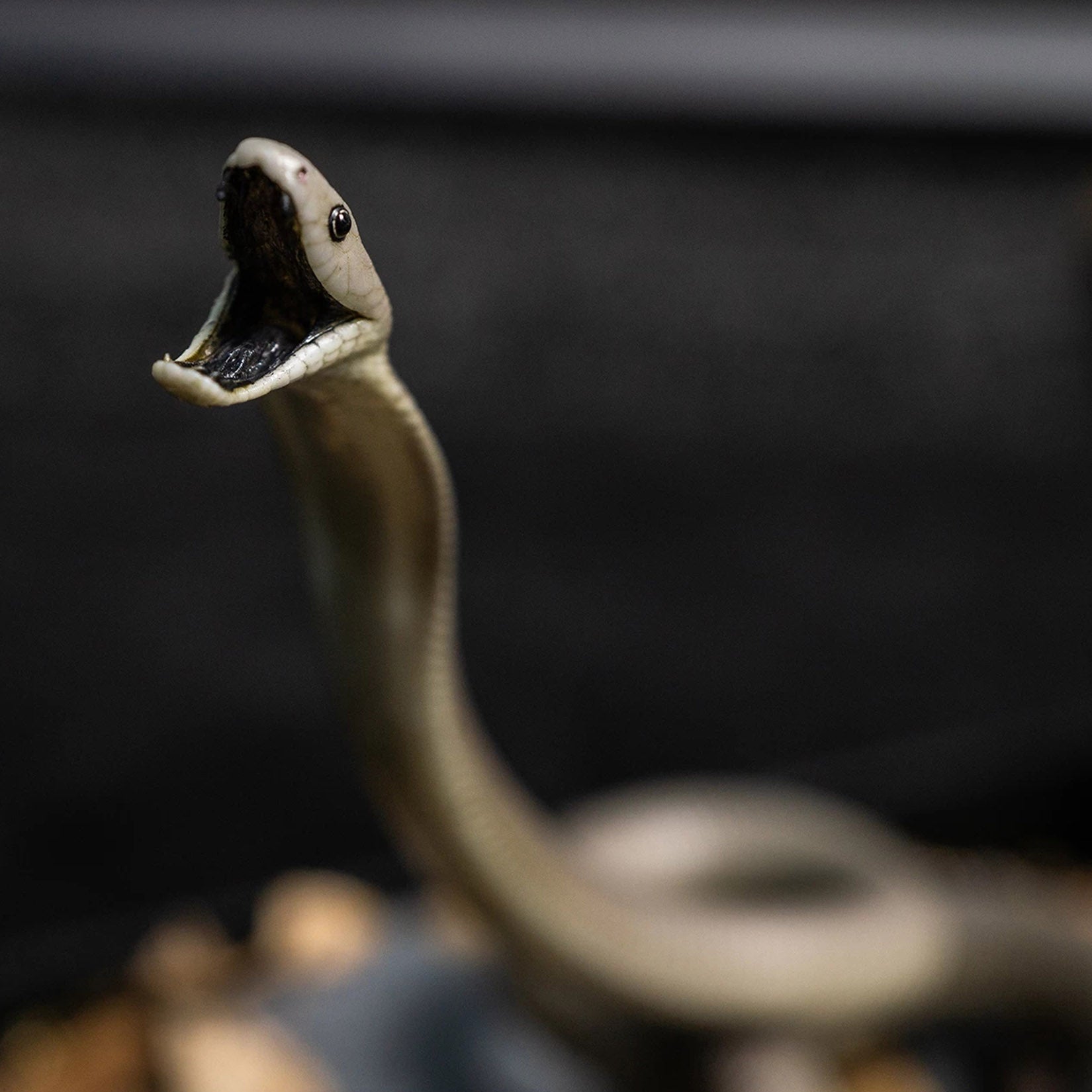 Snake Gorge Black mamba Model